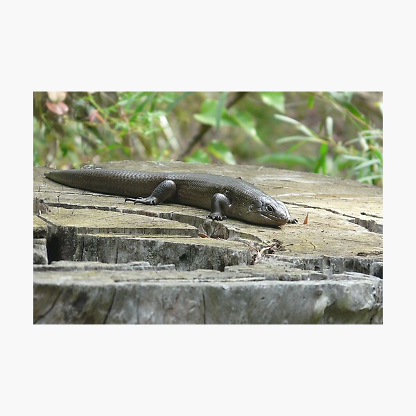 Item preview, Land Mullet, Egernia major designed and sold by peterstreet.