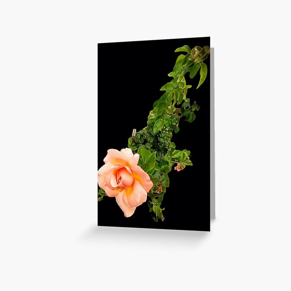 Floral Beauty illuminate  Greeting Card