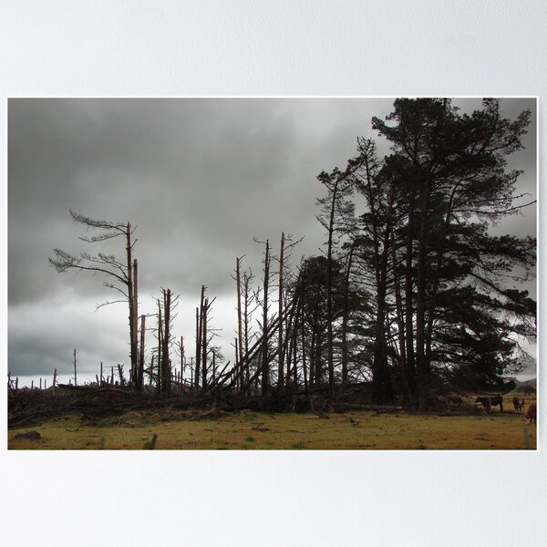 Item preview, Pines designed and sold by Peter Hammer.