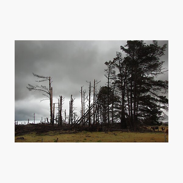Item preview, Pines designed and sold by Peter Hammer.