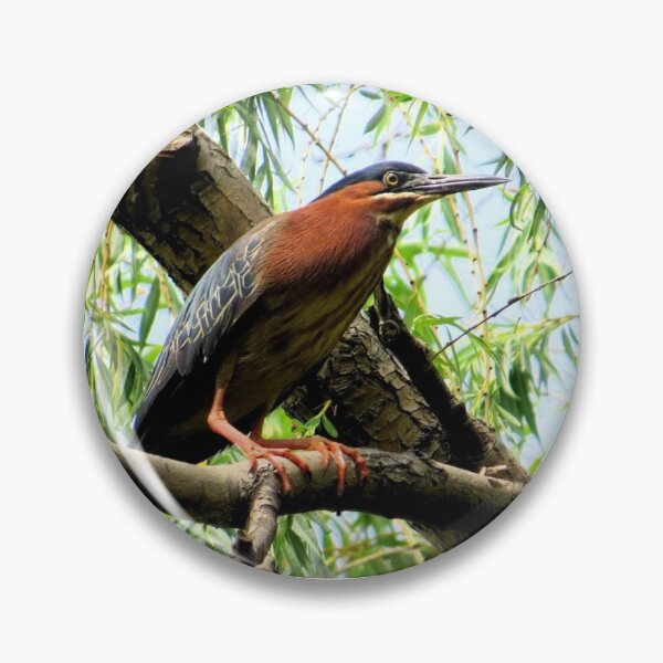 Item preview, Green Heron-2 designed and sold by MaryLinH.