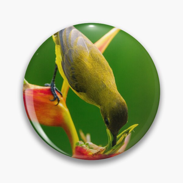Item preview, Olive-backed Sunbird designed and sold by TravellingFatmn.