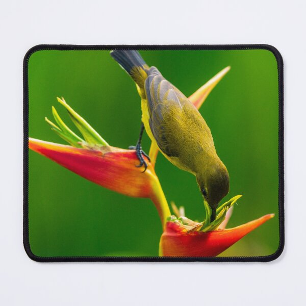 Item preview, Olive-backed Sunbird designed and sold by TravellingFatmn.