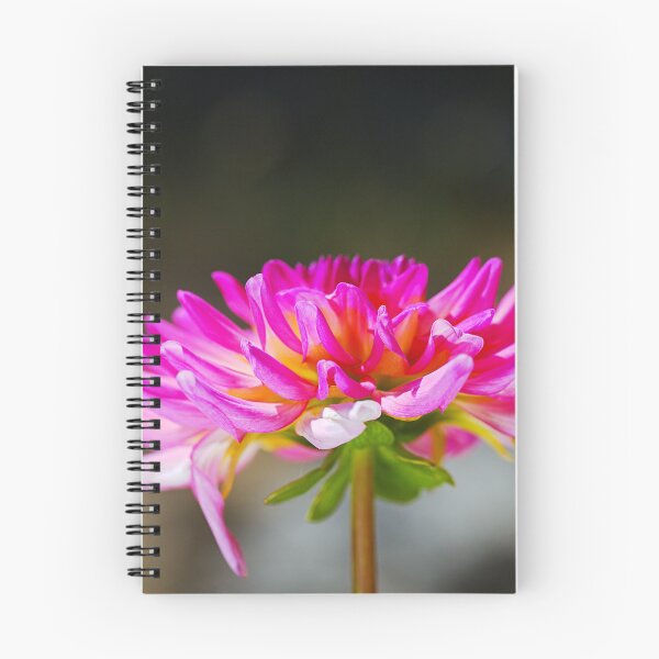 Item preview, Rich Warm Dahlia Bloom designed and sold by Joy Watson - Natural Light Photography .
