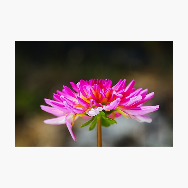 Item preview, Rich Warm Dahlia Bloom designed and sold by Joy Watson - Natural Light Photography .