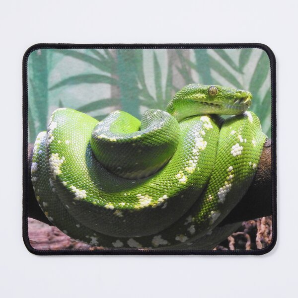 Item preview, Green Tree Python designed and sold by kirstybush.