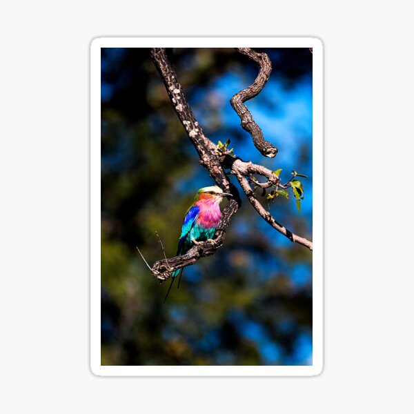 Lilac-Breasted Roller Sticker