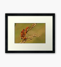 Soldier Beetles Framed Print