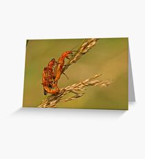 Soldier Beetles Greeting Card