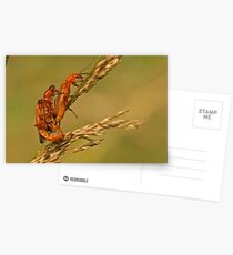 Soldier Beetles Postcards
