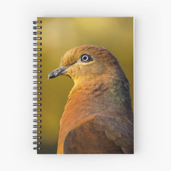 Item preview, Brown Cuckoo-dove designed and sold by theleastone.