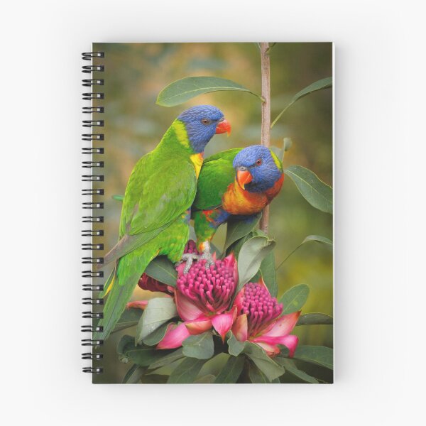 Item preview, Rainbow Lorikeets & Waratah designed and sold by theleastone.