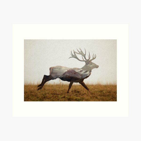 Red Deer Art Print
