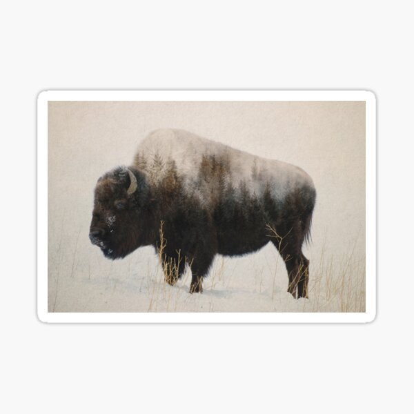 Bison in field Sticker