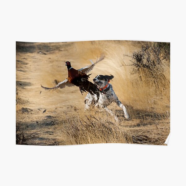 English Setter Chasing Pheasant Poster