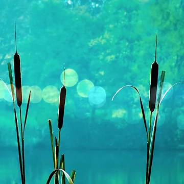 Artwork thumbnail, Bulrush Reeds by Alisonchambers2