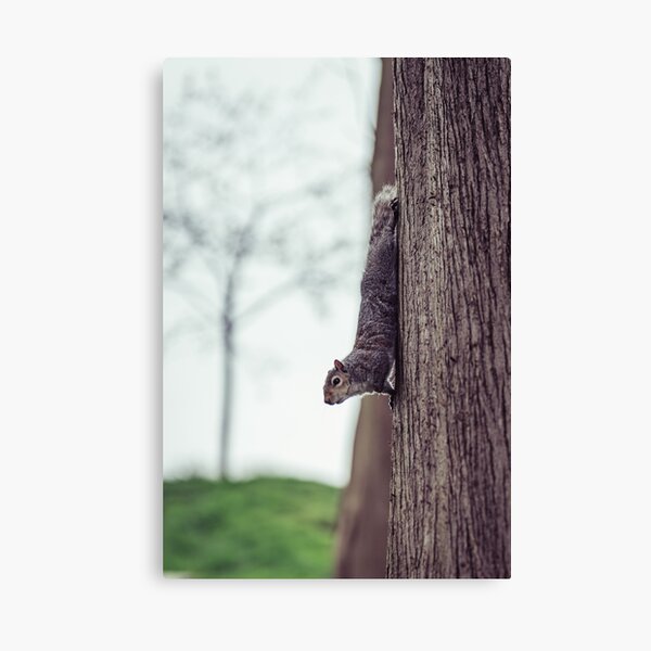 Grey Squirrel Canvas Print