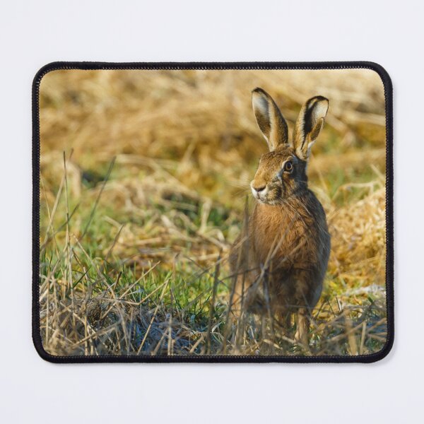 Item preview, Love is in the Hare  designed and sold by Dalyndigital Photography.