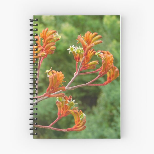 Item preview, Orange Kangaroo Paw designed and sold by Jane Izzy Designs.
