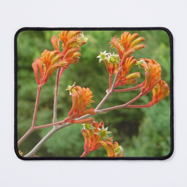 Item preview, Orange Kangaroo Paw designed and sold by Jane Izzy Designs.