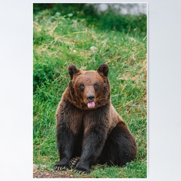 Item preview, Cheeky Brown Bear designed and sold by RewildJane.