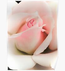 Blushing Pink Poster