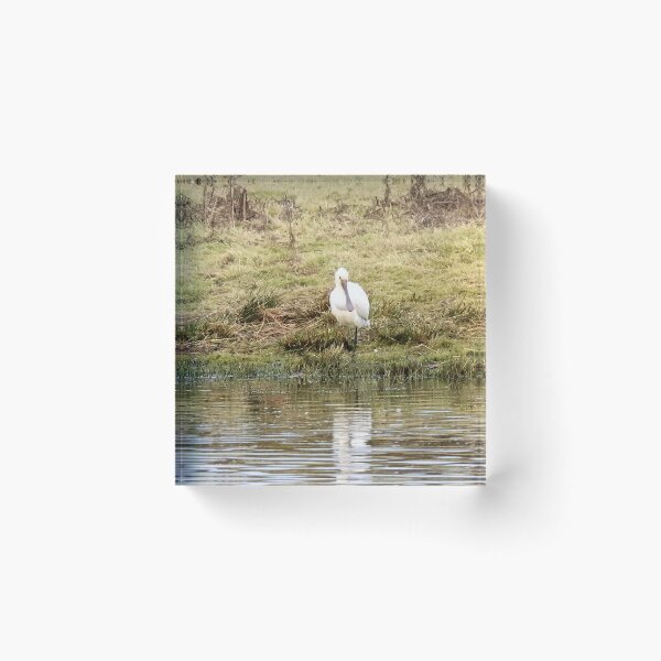 Item preview, Spoonbill at the edge of a lagoon designed and sold by TwistedClassics.