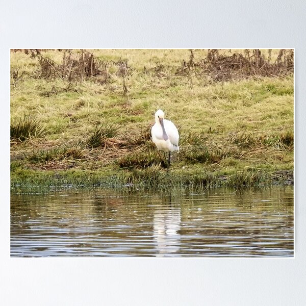 Item preview, Spoonbill at the edge of a lagoon designed and sold by TwistedClassics.