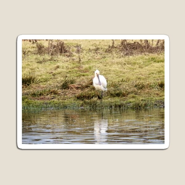 Item preview, Spoonbill at the edge of a lagoon designed and sold by TwistedClassics.