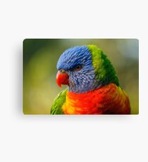 Rainbow Lorikeet in profile Canvas Print