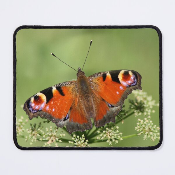 Item preview, Aglais io designed and sold by iago rodriguez dopico.