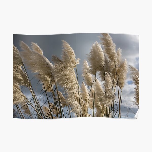 Pampas Grass Poster