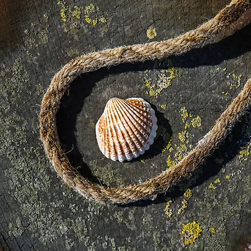 Artwork thumbnail, Shell and Rope by Dave Hare Photography