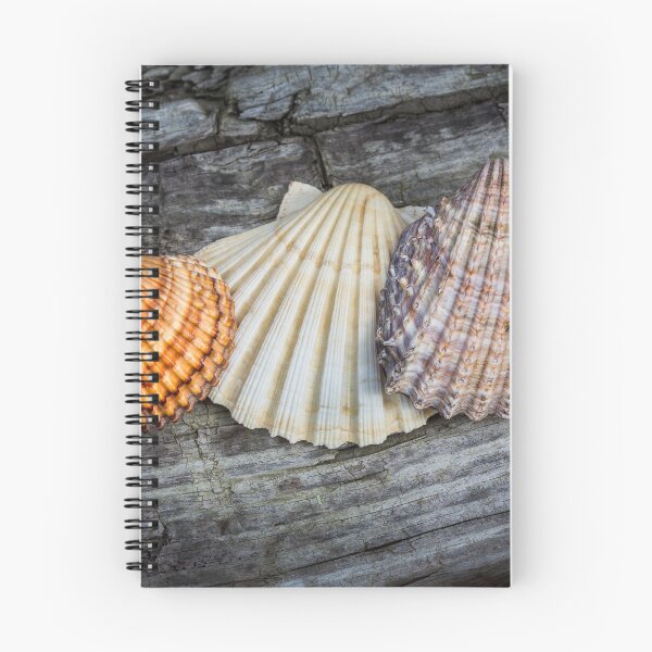 Item preview, Sea Shells on Wood designed and sold by Dave Hare Photography.