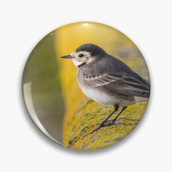 Item preview, Pied Wagtail designed and sold by LaurenTucker.