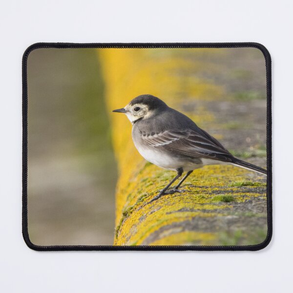 Item preview, Pied Wagtail designed and sold by LaurenTucker.