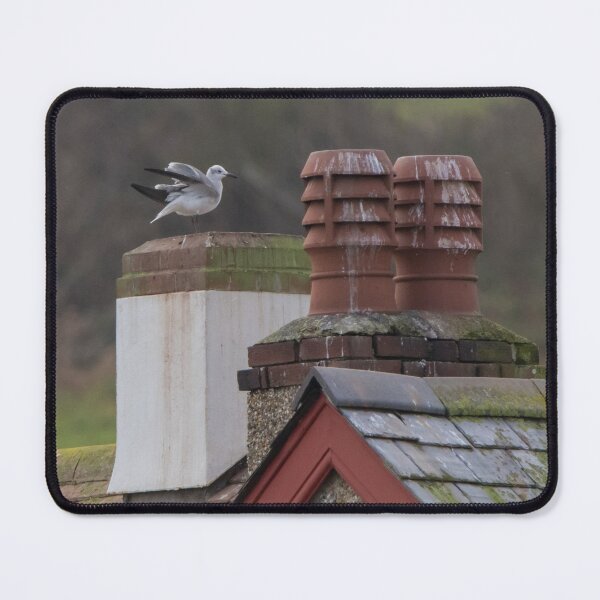 Item preview, Laughing Gull designed and sold by LaurenTucker.
