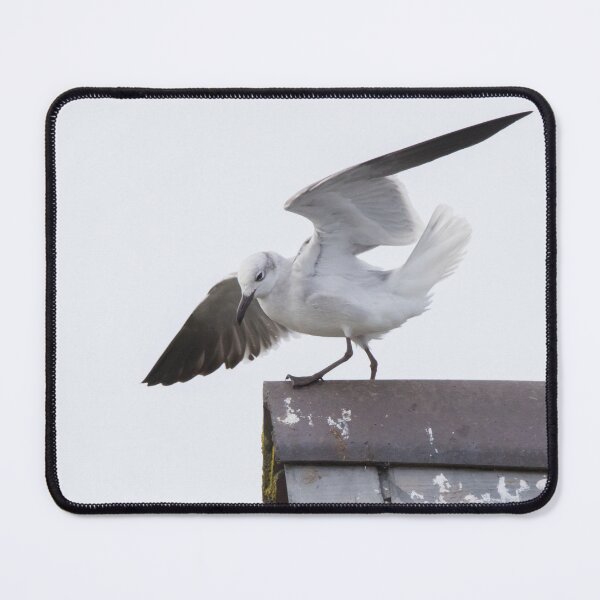 Item preview, Laughing Gull designed and sold by LaurenTucker.