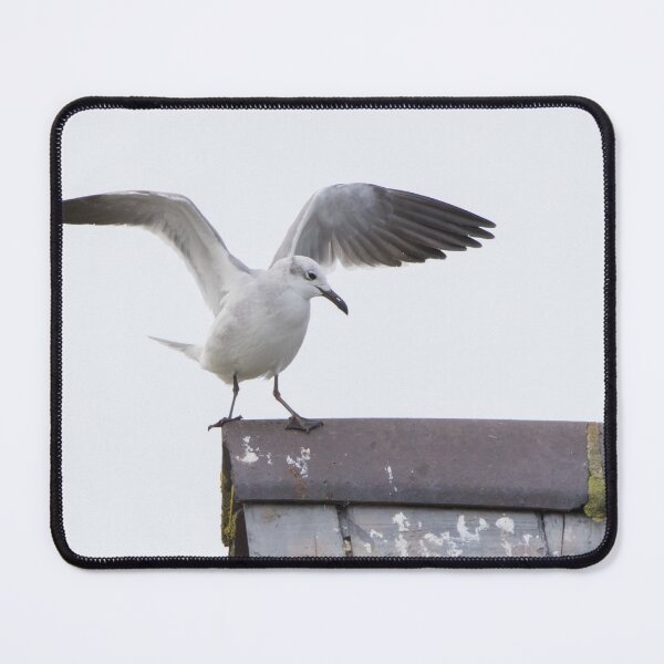 Item preview, Laughing Gull designed and sold by LaurenTucker.