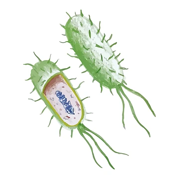 Artwork thumbnail, Bacteria by labstud