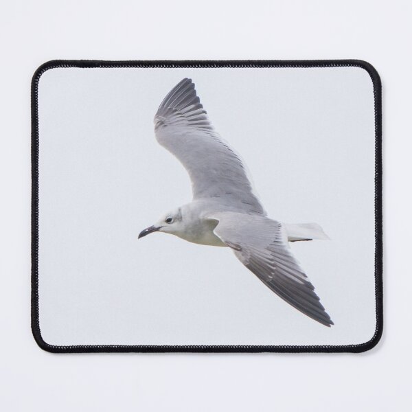 Item preview, Laughing Gull designed and sold by LaurenTucker.