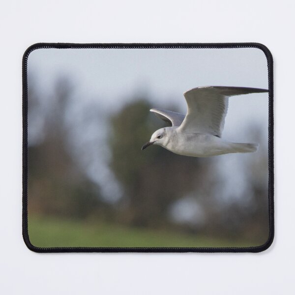 Item preview, Laughing Gull designed and sold by LaurenTucker.