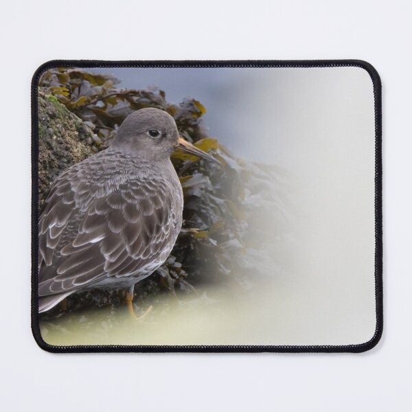 Item preview, Purple Sandpiper designed and sold by LaurenTucker.