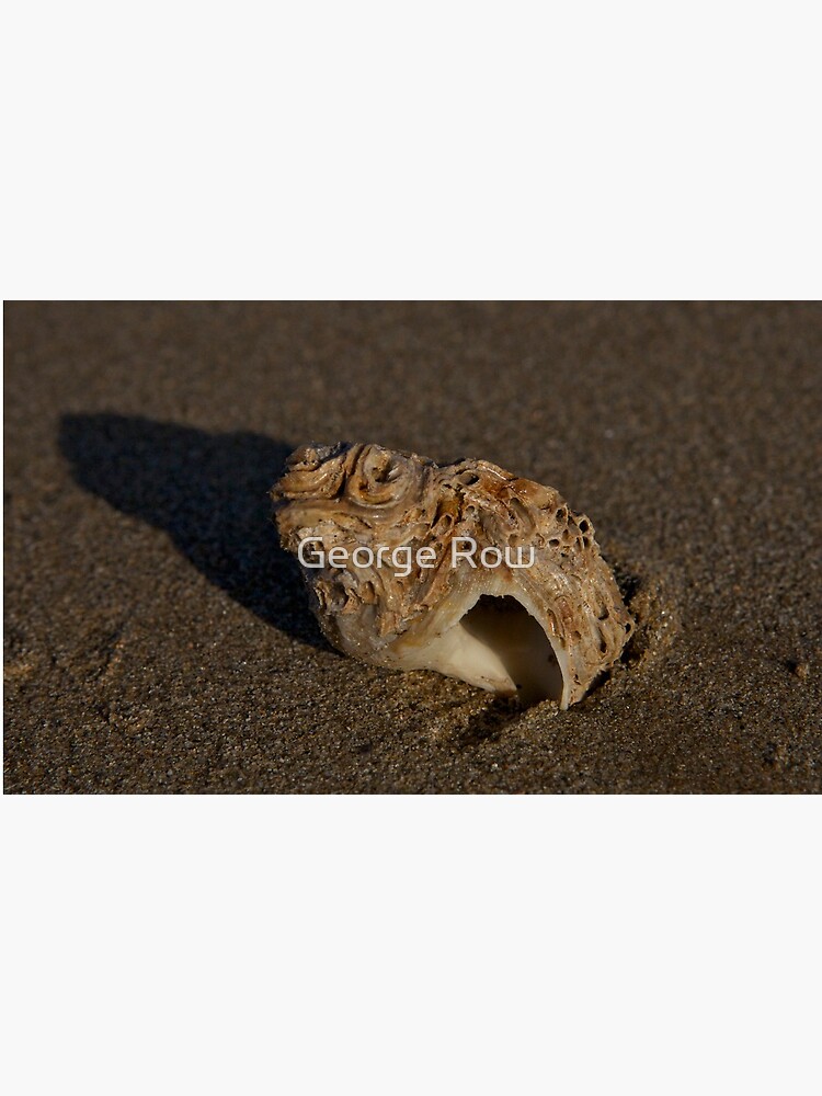 Weathered Whelk on Fahan Beach by VeryIreland