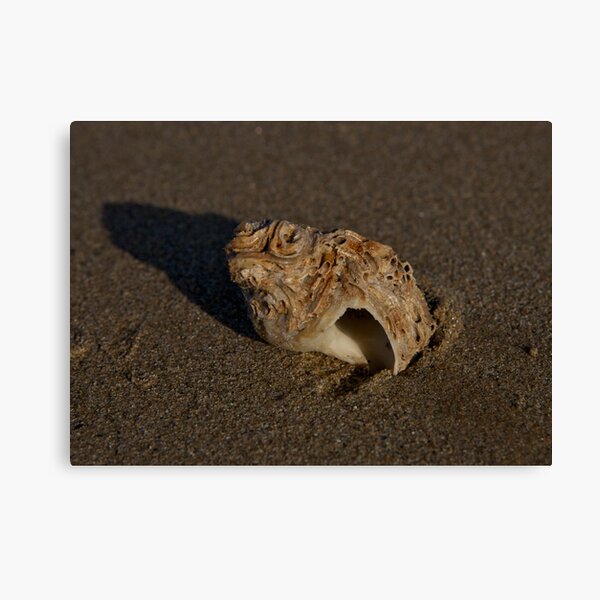 Weathered Whelk on Fahan Beach Canvas Print