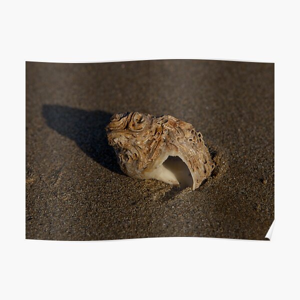 Weathered Whelk on Fahan Beach Poster