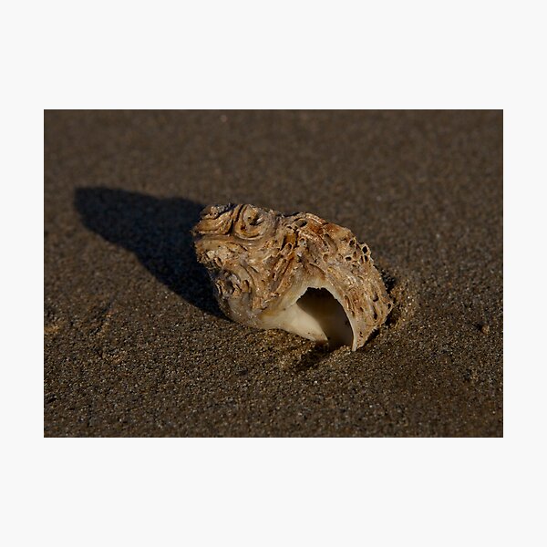 Weathered Whelk on Fahan Beach Photographic Print