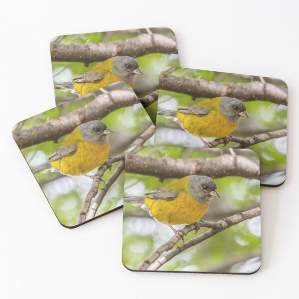 Item preview, Bird life in Patagonia. designed and sold by Dave Hare Photography.