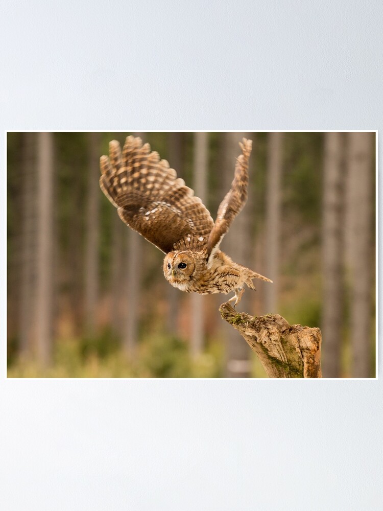 SIBERIAN EAGLE OWL FLYING BIRD CANVAS WALL ART PRINT PICTURE READY TO HANG