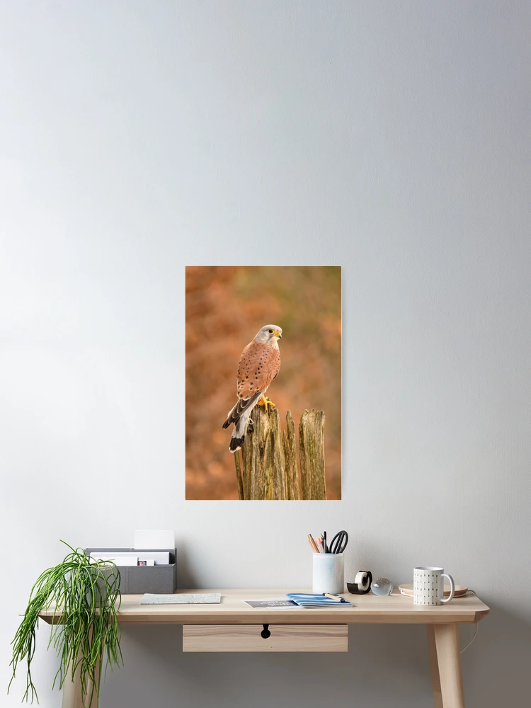 Thumbnail 2 of 3, Poster, Perched Raptor designed and sold by Dave Hare Photography.